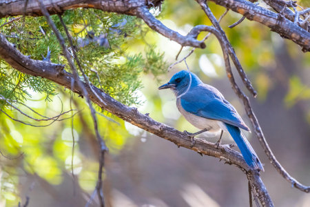 A Mexican Jay in Madera Canyon, Arizonaの写真素材