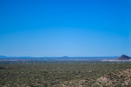A long slender Saguaro Cactus in Tucson, Arizonaの写真素材