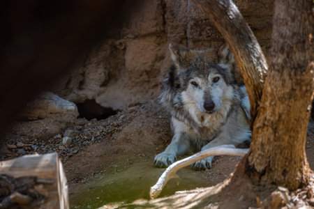 A Mexican Wolf in Tucson, Arizona