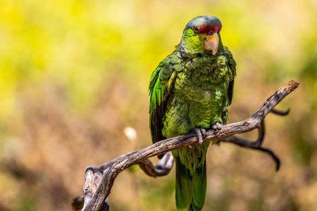 A Lilac Crowned Amazon in Tucson, Arizonaの写真素材