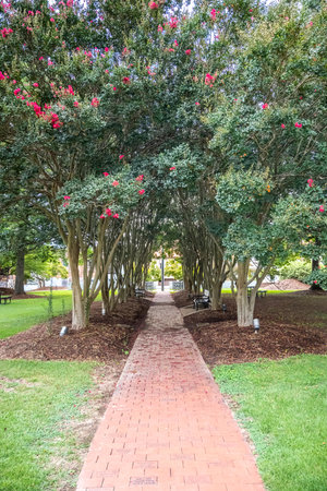 A gorgeous view of the campus while taking a stroll in itの写真素材
