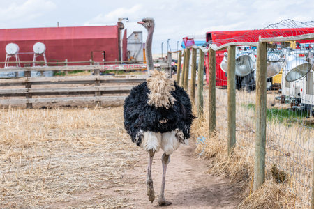 The large flightless bird strolling around the preserve ranch of Cheyenneの写真素材
