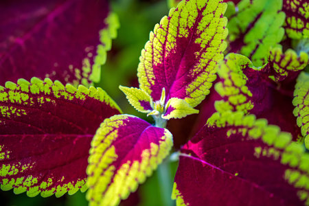 A wide variety of flowers in the preserve field of arboretumの写真素材
