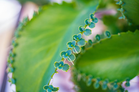 A wide variety of flowers in the preserve field of arboretumの写真素材