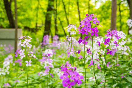 A damask violet herbaceous flowering plant species in the preserve field of the areaの写真素材
