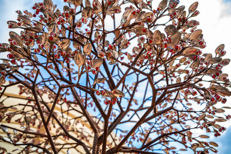 Stillwater, MN, USA - June 5, 2022: The Chokecherry Treeのeditorial素材