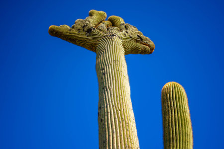 A large tree like cactus that have branches shaped like candelabra