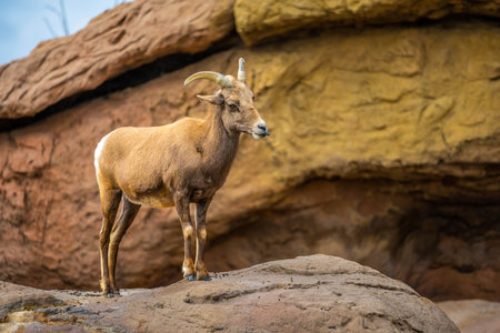 A sheep strolling around the preserve Sonora Desert