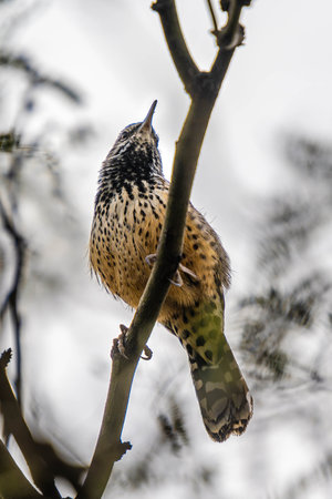 A small songbird is relaxing and enjoying the view in Sonora Desert