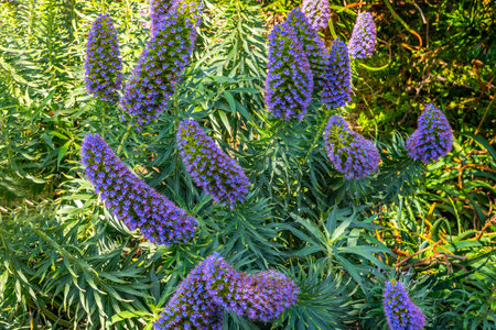 A flowering plant that produces broad rosette of leaves