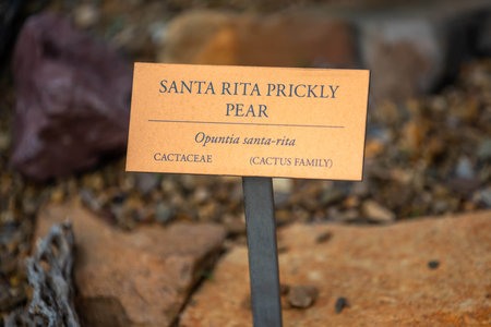 Sonora Desert, AZ, USA - Jan 14, 2023: Santa Rita Prickly Pearのeditorial素材