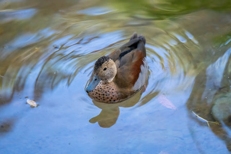 Dabbling ducks strolling around the pond of Reid Park Zoo