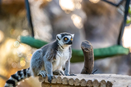 A small mammal strolling around the preserve Reid Park Zoo