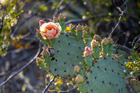 A greeny, spiny plants blooming along the trail of the park