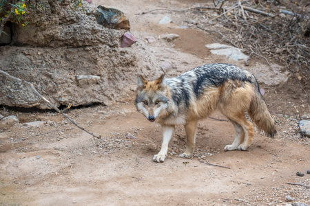 A subspecies of the gray wolf, commonly referred to as, el lobo at Sonora Desert Museum