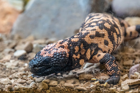 A patterned venomous lizard in Sonora Desert Museumの写真素材