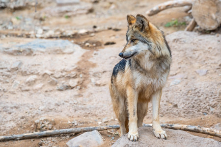 A subspecies of the gray wolf at Sonora Desert Museumの写真素材