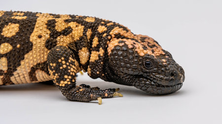 A patterned venomous lizard in Sonora Desert Museumの写真素材