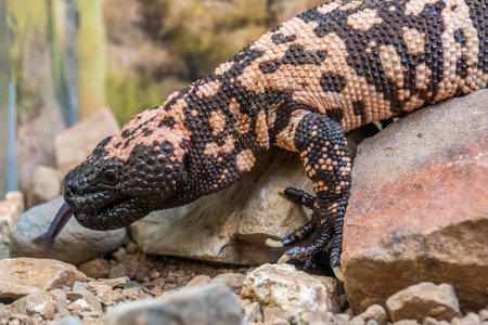 A patterned lizard in Sonora Desert Museumの写真素材