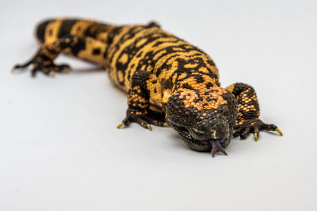 A lizard in Sonora Desert Museumの写真素材