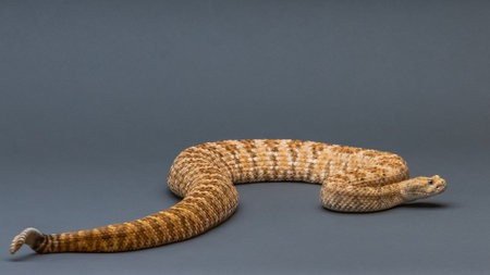 A Texas Diamond Back at Sonora Desert Museumの写真素材