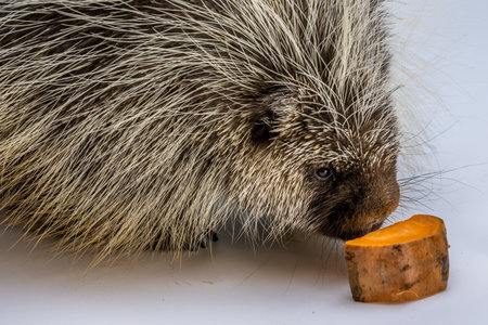 A large rodents with coats of sharp spines in Sonora Desert Museumの写真素材
