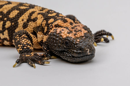 A patterned lizard in Sonora Desert Museumの写真素材