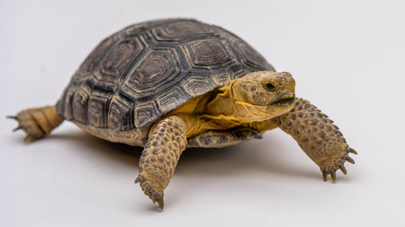 A large tortoise native to the Sonoran desertの写真素材