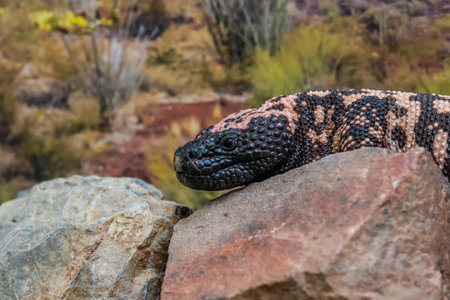 A patterned lizard in Sonora Desert Museumの写真素材