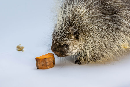 A large rodent with coats of sharp spines in Sonora Desert Museumの写真素材