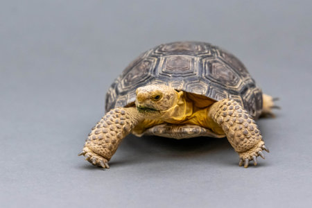 A large tortoise in Sonoran desertの写真素材