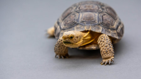 A large tortoise natives in Sonoran desert in Sonora Desert Museumの写真素材