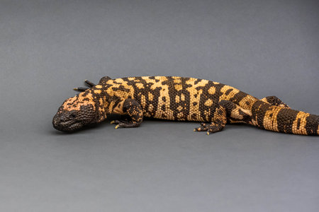 A patterned lizard in Sonora Desert Museumの写真素材