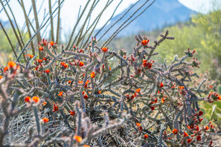 A greeny, spiny plants blooming along the trail of the desert museumの写真素材