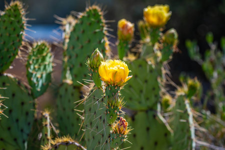 A greeny, spiny plants blooming along the trail of the desert museumの写真素材