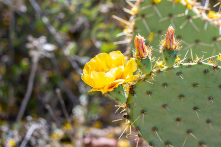 A greeny, spiny plants blooming along the trail of the desert museumの写真素材
