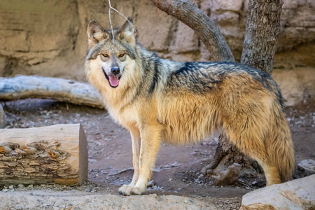 A canine roaming around in Sonora Desert Museum