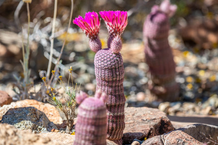 A greeny, spiny plants blooming along the trail of the desert museumの写真素材