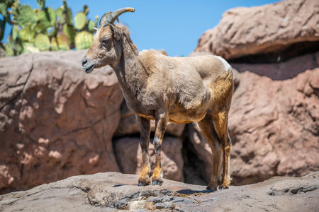 A sheep strolling around the preserve Sonora Desert Museumの写真素材