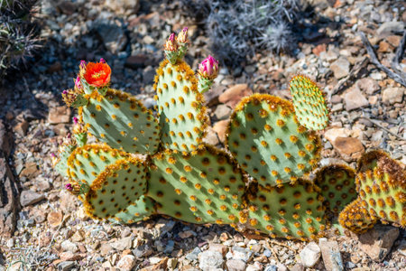 A greeny, spiny plants blooming along the trail of the desert museumの写真素材