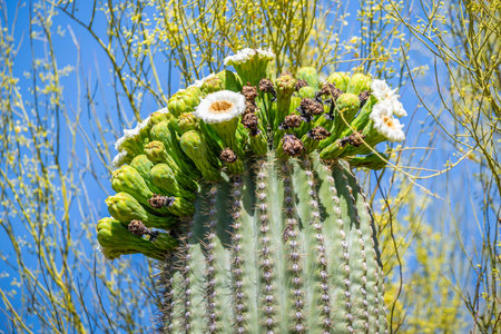 A greeny, spiny plants blooming along the trail of the desert museumの写真素材