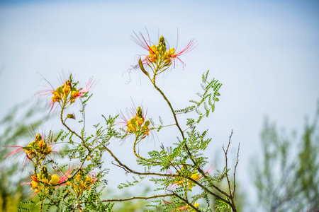 A blooming perennial plants highlights the view of nature in desert museumの写真素材