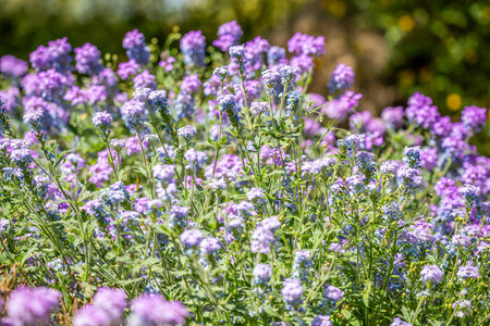 Blooming Wildflowers highlights the view of nature along the desert museumの写真素材