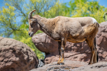 A sheep strolling around the preserve Sonora Desert Museumの写真素材