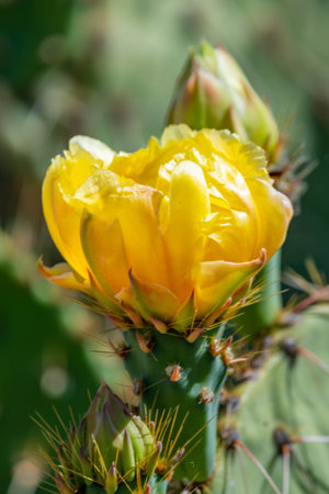 A greeny, spiny plants blooming along the trail of the desert museumの写真素材
