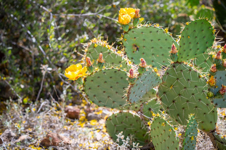 A greeny, spiny plants blooming along the trail of the desert museumの写真素材