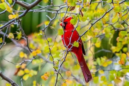 A red bird enjoying the view of nature in Sonora Desert Museumの写真素材
