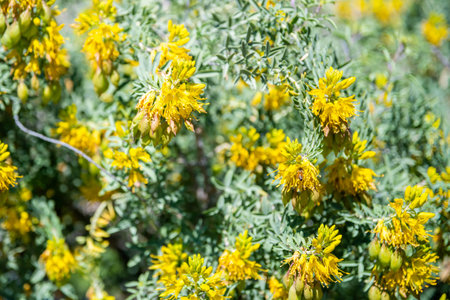 Blooming Wildflowers highlights the view of nature along the desert museumの写真素材