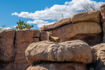 A sheep strolling around the preserve Sonora Desert Museumの写真素材