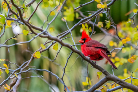 A red bird enjoying the view of nature in Sonora Desert Museumの写真素材